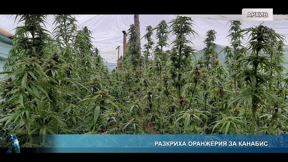 Разкриха оранжерия за канабис