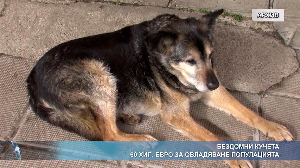 Бездомни кучета - 60 хил. евро за овладяване на популацията